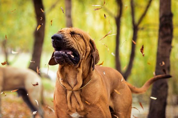 Omvendt nysing hos hunder arsaker behandling og omsorg