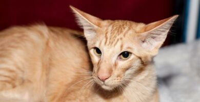 Orientalsk langhar eller javanesisk katt