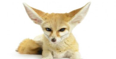 Orkenrev eller fennec