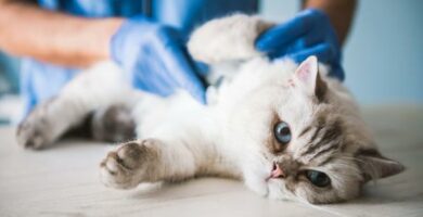 Ormer hos katter symptomer arsaker og behandling