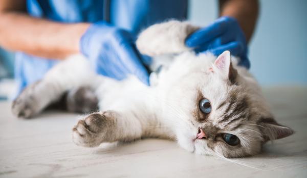 Ormer hos katter symptomer arsaker og behandling