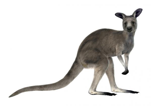 Ostgra kenguru
