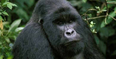 Ostlig gorilla