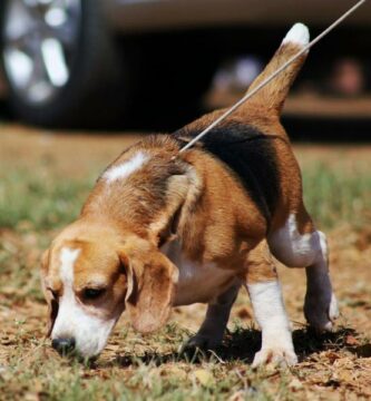 Ovelser for beaglehunder