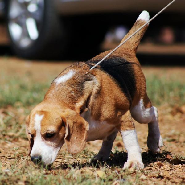 Ovelser for beaglehunder