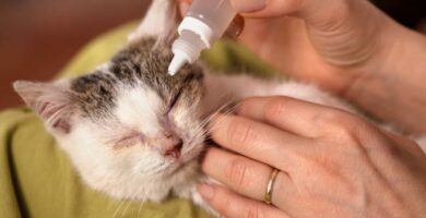Oyedraper for katter Typer dosering og bruk
