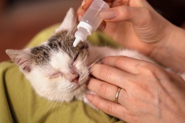 Oyedraper for katter Typer dosering og bruk