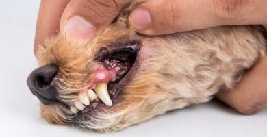 Papillom hos hunder arsaker symptomer og behandling