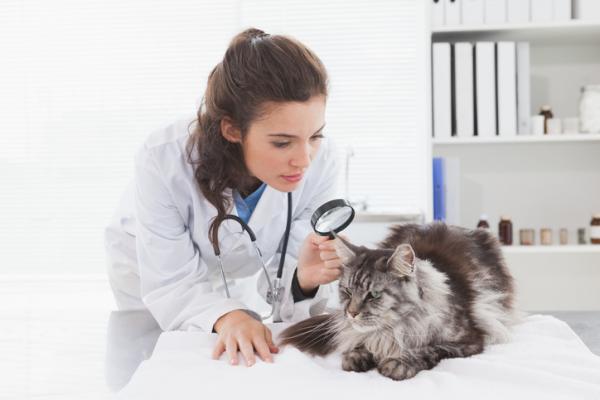 Parasitter hos katter Symptomer behandling og smitte