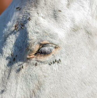 Parasitter i hester Typer symptomer og behandlinger