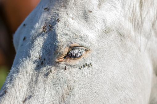 Parasitter i hester Typer symptomer og behandlinger
