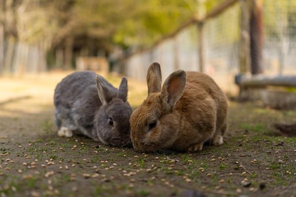 Pasteurellose hos kaniner symptomer og behandling