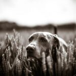 Patella luxation hos hunder Symptomer og behandling