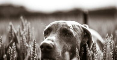 Patella luxation hos hunder Symptomer og behandling