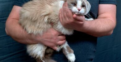 Pemphigus hos katter symptomer og behandling