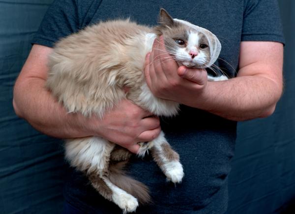Pemphigus hos katter symptomer og behandling
