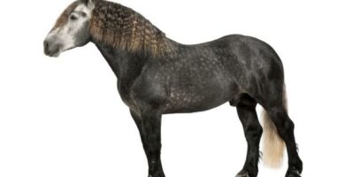 Percheron hest