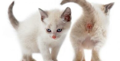Perianal fistel hos katter Behandling og omsorg