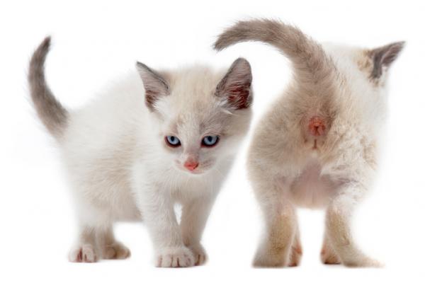 Perianal fistel hos katter Behandling og omsorg