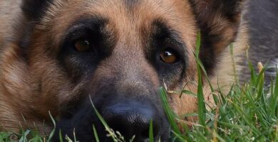 Perianale fistler hos hunder symptomer og behandling
