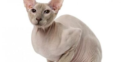 Peterbald katt