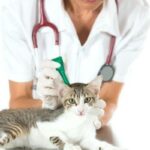 Pipetter for katter hvordan de fungerer dosering og bivirkninger