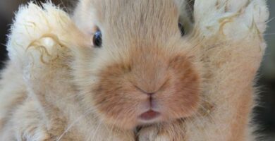 Plantarkorn av kaniner Behandling og forebygging