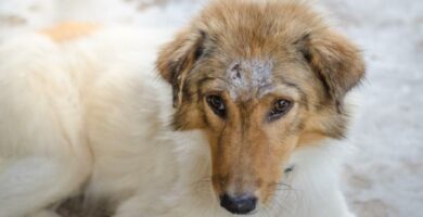 Plateepitelkarsinom hos hunder symptomer og behandling