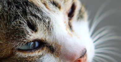 Polycystisk nyre hos katter symptomer og behandling
