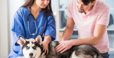 Prostatakreft hos hunder symptomer arsaker og behandling