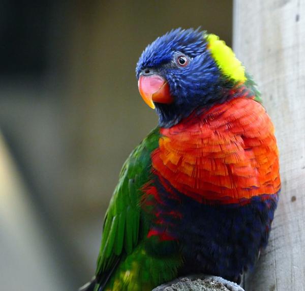 Psittakose hos papegoyer symptomer og behandling
