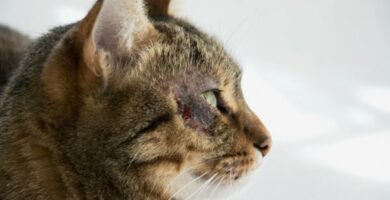 Pyoderma hos katter arsaker symptomer og behandling