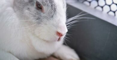 Rabies hos kaniner symptomer og behandling