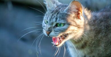 Rabies hos katter Symptomer smitte og behandling