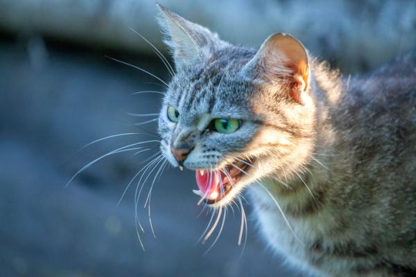 Rabies hos katter Symptomer smitte og behandling