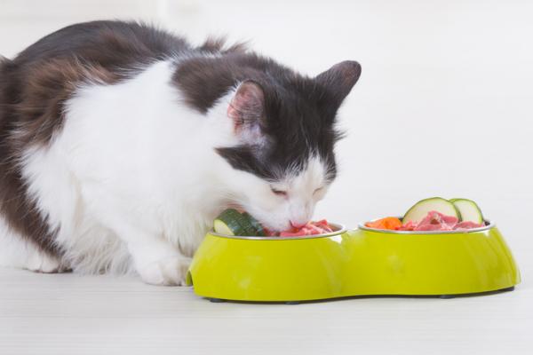 Ratt eller BARF diett for katter eksempel fordeler og