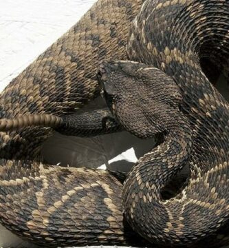 Rattlesnake foring