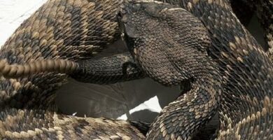 Rattlesnake foring