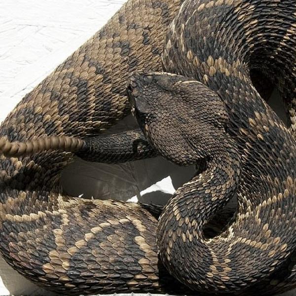 Rattlesnake foring