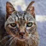 Rhinitt hos katter arsaker symptomer og behandling