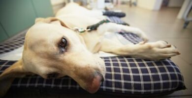 Rickettsia hos hunder symptomer og behandling