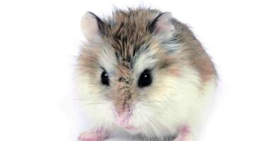 Roborovskii hamster