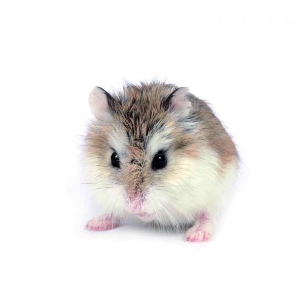 Roborovskii hamster