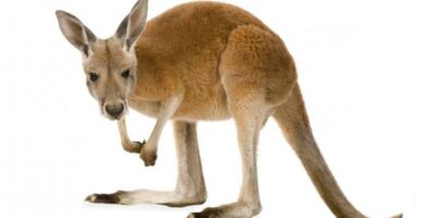 Rod kenguru