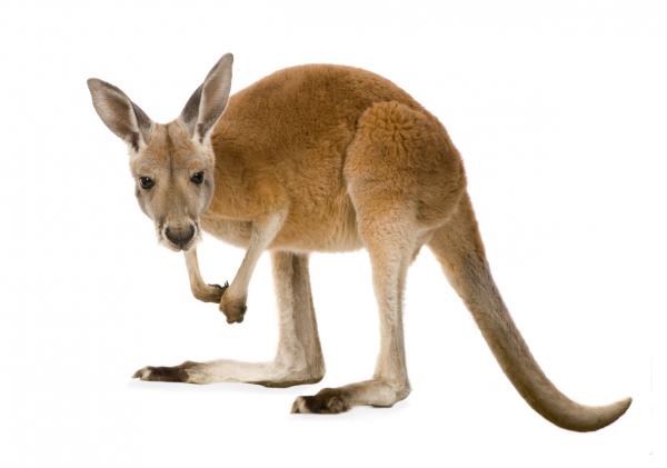 Rod kenguru