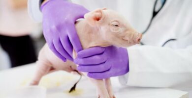 Rodt darlig hos griser symptomer og behandling