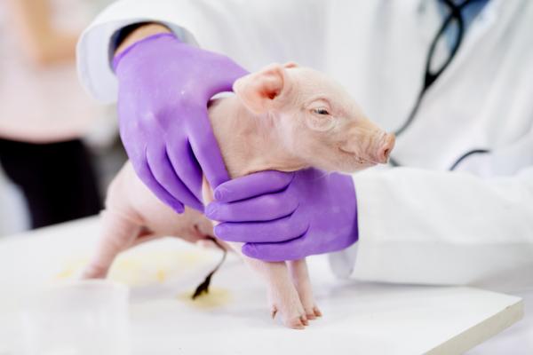 Rodt darlig hos griser symptomer og behandling