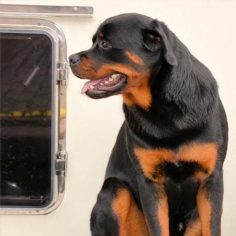 Rottweiler trening