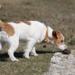 Salmonellose hos hunder symptomer behandling og forebygging