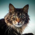 Salmonellose hos katter symptomer og behandling